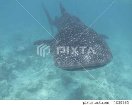 Maldivian whale shark 4839585
