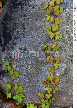 常春藤在岩石上 常春藤在岩石上 4839645