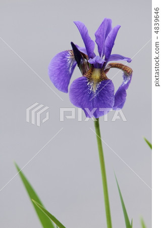 Iris Iris 4839646