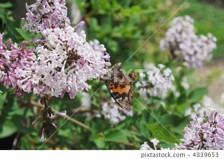 丁香和Acacathetha 4839653