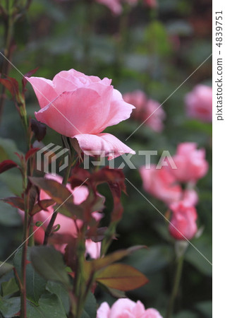 伊麗莎白女王 4839751