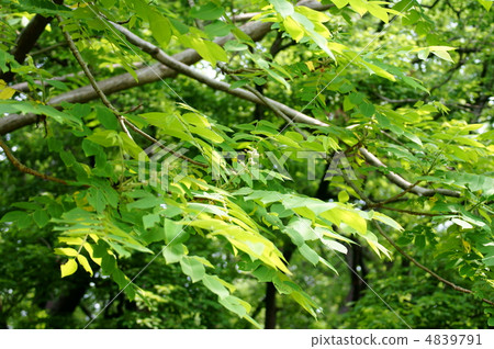 你可以在一個小秋天的惡魔核桃中吃它。 你可以在一個小秋天的惡魔核桃中吃它。 4839791