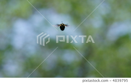 Bear bee hovering is moving the wing hard. Bear bee hovering is moving the wing hard. 4839795
