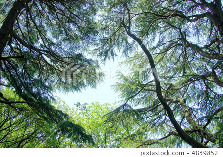 May Himalaya Cedar · Pinaceae 02 4839852