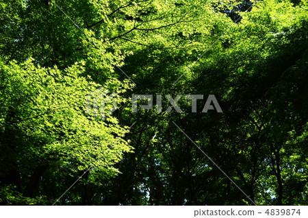 May Irohamomidge · Aceraceae 201 Fresh green 4839874