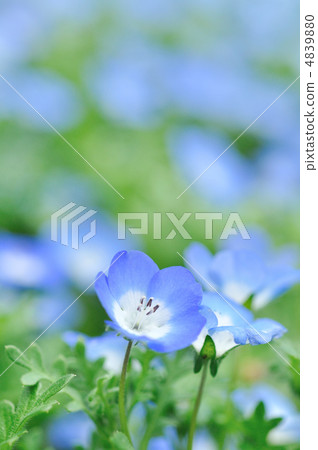 Nemophila 4839880