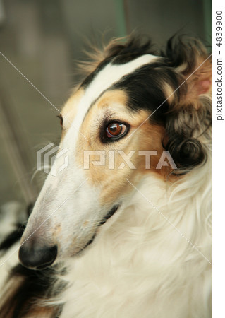 Borzoi Borzoi 4839900