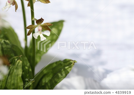 Ebine (Jievine) 02 4839919