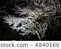 夜晚的櫻花被燈光照亮 4840166