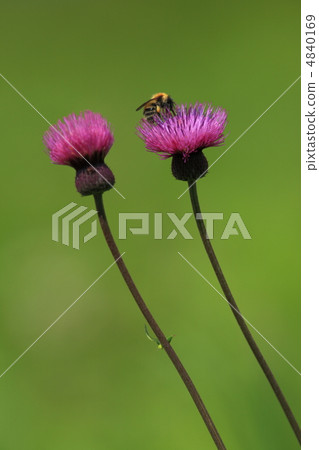 薊和蜜蜂 4840169