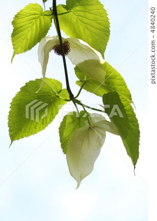Handkerchief tree 4840240