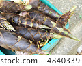 Born bamboo shoots 4840339