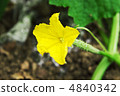 Cucumber flower 4840342