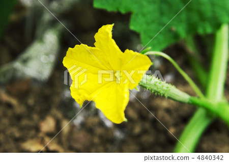 Cucumber flower Cucumber flower 4840342