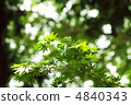 Sunbeams 4840343