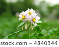 Potato flower 4840344