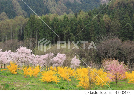 信州的櫻花 4840424