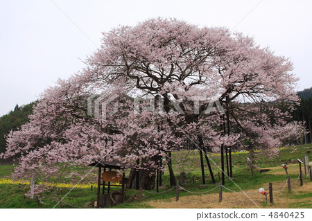 在長野縣高山村的黑部Edohigan櫻花 4840425