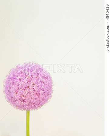 Purple flower Purple flower 4840439