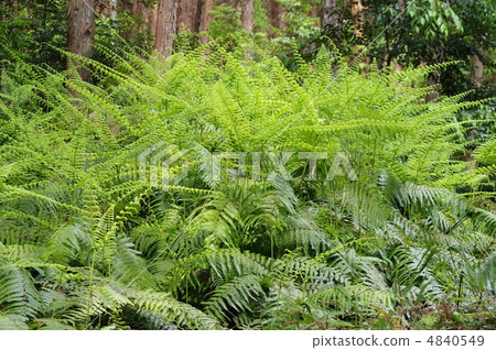 Young leaves of Vladiva Young leaves of Vladiva 4840549