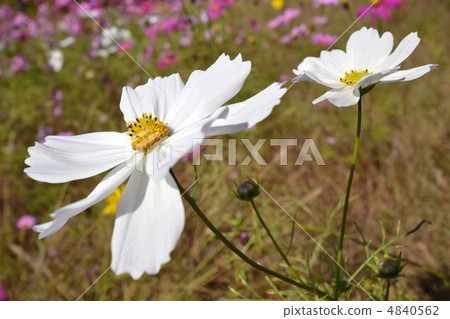 花 花 4840562