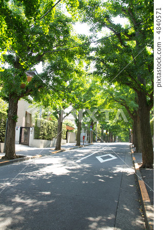 銀杏在豪華住宅區排行了樹 4840571