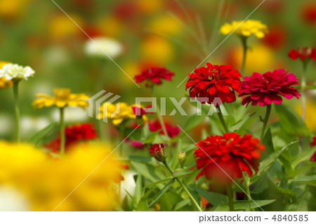 Hyakusou  -  Zinia 4840585