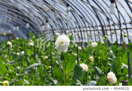 Dahlia cultivation Cut flower cultivation Flower house cultivation 4840618