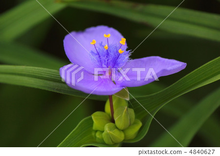 Flower of Murasaki Yukusa 4840627