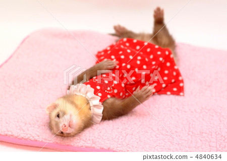 Model ferret Model ferret 4840634