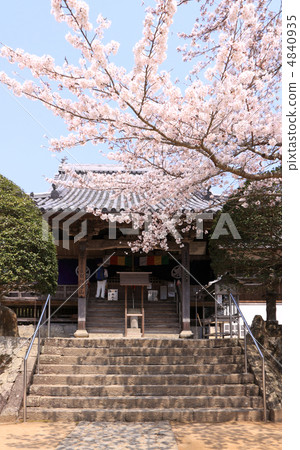四國佛4日生日“大日寺”盛開的櫻花和朝聖者先生 四國佛4日生日“大日寺”盛開的櫻花和朝聖者先生 4840935