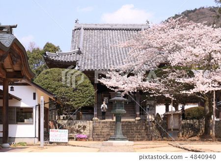 四國佛4歲生日“大日吉”櫻花盛開 四國佛4歲生日“大日吉”櫻花盛開 4840940