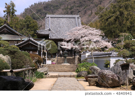 四國佛4歲生日“大日吉”櫻花盛開 四國佛4歲生日“大日吉”櫻花盛開 4840941