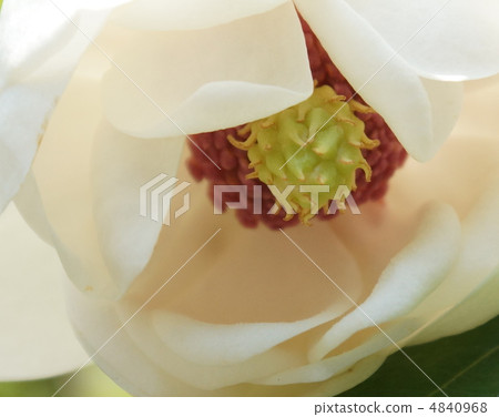 Ooyama Renge Oyama Renka flower up Ooyama Renge Oyama Renka flower up 4840968