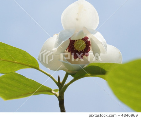 Ooyama Renge Oyama Renka Flower 4840969