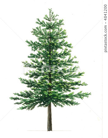 Handwritten illustration of fir (bamboo) precious plant drawing 4841200