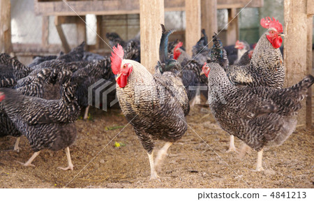 Chicken Chicken 4841213