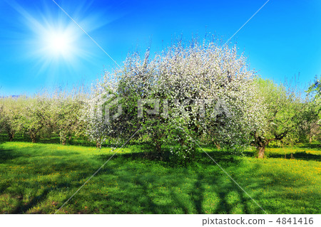 Blossom apple-trees garden at the spring. Sun at the sky. Blossom apple-trees garden at the spring. Sun at the sky. 4841416