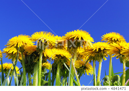 Beautiful spring flowers-dandelions in a wild field. Beautiful spring flowers-dandelions in a wild field. 4841471