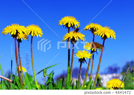 Beautiful spring flowers-dandelions in a wild field. Beautiful spring flowers-dandelions in a wild field. 4841472