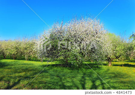 Blossom apple-trees garden at the spring. Sun at the sky. Blossom apple-trees garden at the spring. Sun at the sky. 4841473