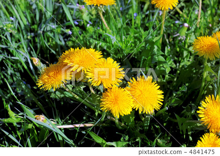 Beautiful spring flowers-dandelions in a wild field. Beautiful spring flowers-dandelions in a wild field. 4841475