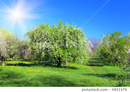 Blossom apple-trees garden at the spring. Sun at the sky. 4841476