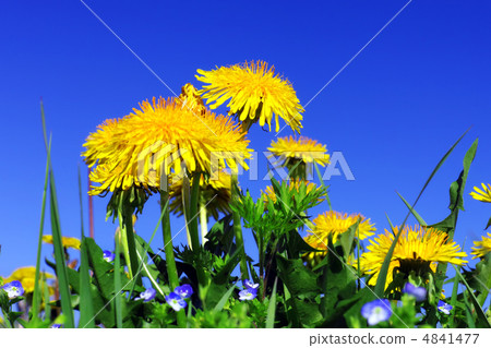 Beautiful spring flowers-dandelions in a wild field. 4841477