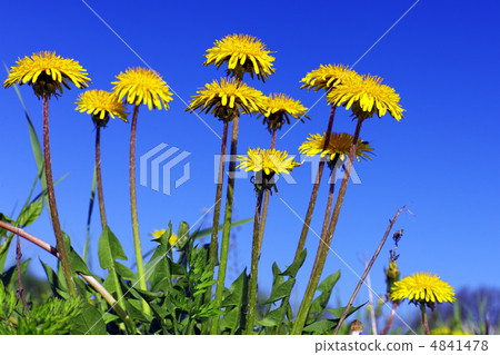 Beautiful spring flowers-dandelions in a wild field. Beautiful spring flowers-dandelions in a wild field. 4841478