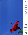 Hibiscus 4841496