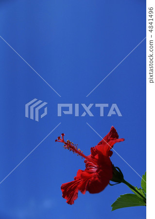 Hibiscus Hibiscus 4841496