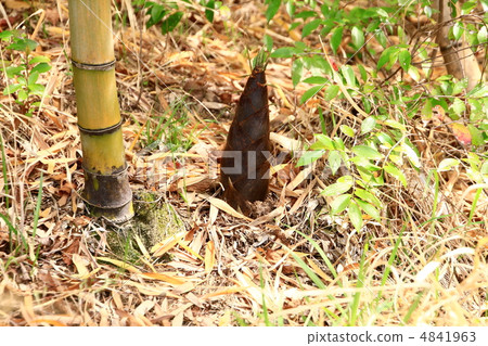 bambooshoot bambooshoot 4841963