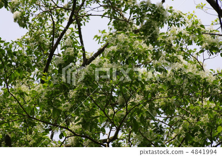 這是什麼？ 4841994