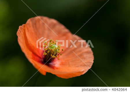 Nagamishiba花 Nagamishiba花 4842064